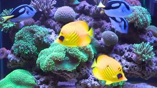 &ldquo;Relaxing Aquascape 4K &ndash; Peaceful Nature Aquarium with Soothing Sounds&rdquo;