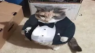 10 Minutes of Cats That Will Make You Laugh Uncontrollably!