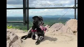 Scout the Tripod Labrador Retriever Mix with My Pet's Elbow Brace