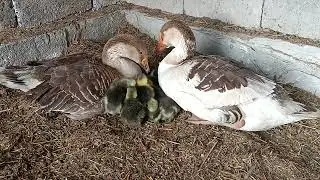 Father goose and mother goose are showing affection to their young🦢🦢🦢#goose #duck #animal #day