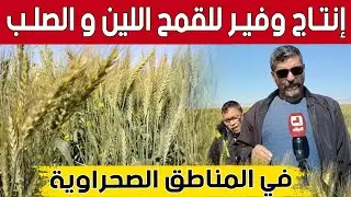 إنتاج وفير للقمح اللّين والصلب في المناطق الصحراوية بـ #خنشلة 👏