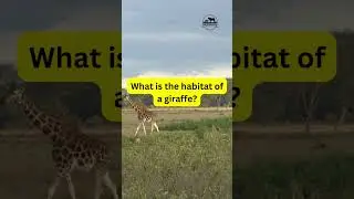 Habitat Of A Giraffe