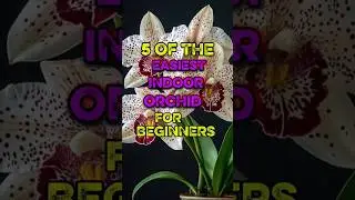 5 of the easiest indoor orchids for beginners #plants #song #orchidflower #londonflorist