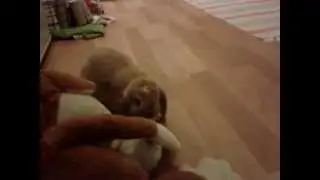 Happy bunny! Binky and flop