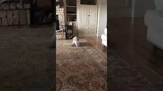 Siberian cats mating!!!!! спаривание сибирских кошек