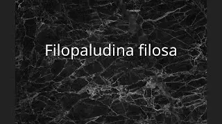 Filopaludina filosa