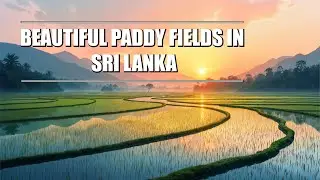 Beautiful Paddy Field In Sri Lanka 🌾  [4K] | Drone Cinematic Video | Village Life 😍