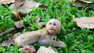baby monkey needs more milk