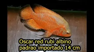 Oscar Red Ruby Albino padr&atilde;o importado