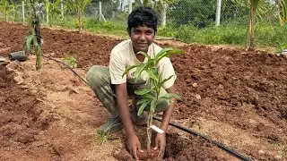 EP58 | Planting More Kesar & Dasheri Mango Plants | Removing weed from Paddy field | Naiwik farms