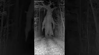 GIANT ENT CAUGHT ON TRAIL CAM!
