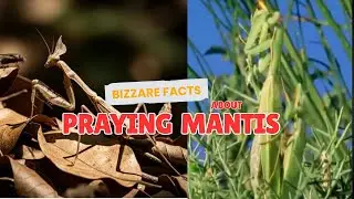 The Amazing Bizarre Facts About the Praying Mantis | Fun Facts