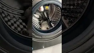 Cat sleeping in washing machine 😂🐈 #cat #kitten #pets #catlover #funny #meow #cutekitty #cute