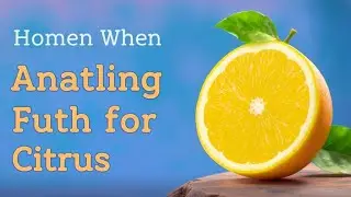 Learn English with Citrus Fruits Lemon, Lime, Orange