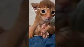 Abyssinian kittens 😱 Need to keep an eye on them! 😂 #abyssinian #catcute #catshorts #kitten