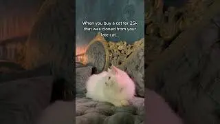 $25,000 for a cloned cat