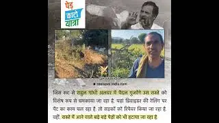 Congress Government in Rajasthan Cutting trees for Rahul Gandhi's Bharat jodo Yatra Along the Route