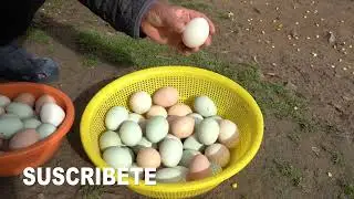 Crianza de Gallinas Criollas
