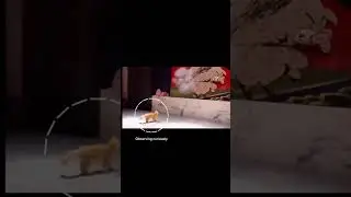 Tom and Jerry didn&rsquo;t lie. cats really do run like that!