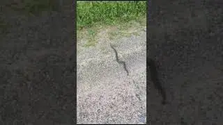 Kyy, Kyyk&auml;&auml;rme  🇫🇮 (Vipera berus) the&nbsp;common European viper Snake  #Shorts #K&auml;&auml;rme #Viper #Finland