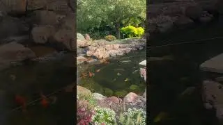 115 Degrees Crystal Clear Water in Epic Pond