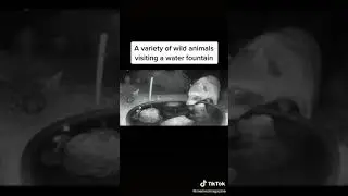A variety of wild animals visiting a water fountain! #shorts #wildanimals #fyp