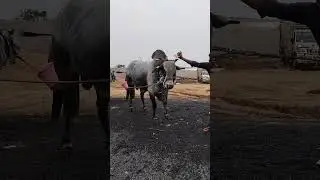 Gandiva 2 same to same ongole jathi gittalu power full gitta