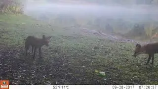 Fox cubs at Bodenham Lake