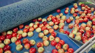 2024 - MARTINS FARM (CANADA) - Apple