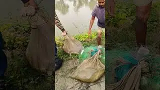 Village Pond Fish Fishing 🐠🐟#shorts #fishing #fish