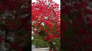 Beauti of Nature #plants #tree #color #red #flowers #shorts