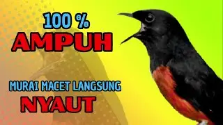 PANCINGAN PAGI-PAGI AGAR MURAI GACOR❗❗ MURAI MACET PASTI NYAUT EMOSI❗❗