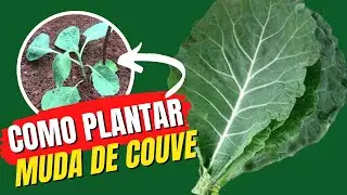 Como plantar muda de couve do jeito certo - Simples e Rápido!