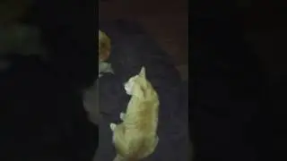 Cornelius and Claudius having a standoff and wrestling a little bit. 🐱🐱