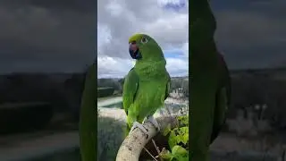Pappagallo parlante canta la canzone🎵#mirtilloparrot #pappagallo #funnyvideo #animalinstagram #lol