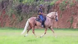ILUMINADO DO GADU 