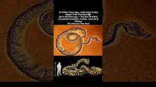 A 50-Foot Monster Snake Once Roamed India 😱 Bigger Than Titanoboa!