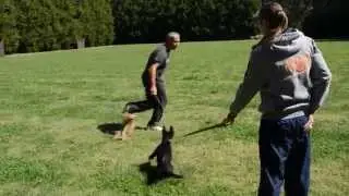 Von Forell Male German Shepherd Puppy 10.5 weeks