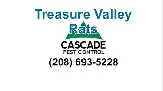 Rats & Mice in Treasure Valley, Idaho