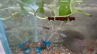 #애플스네일 #구피치어 #합방 #구피치어 엄마랑 놀기