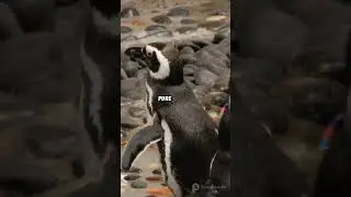 World of Baby penguins! #animalexploration #cute #shorts #animals