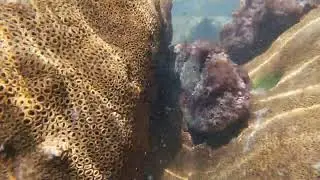 Tyson Fish in Brasil