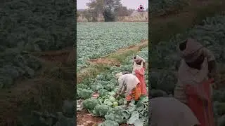 Cabbage Krishi Malayalam|Cabbage Farming/cabbage farming shorts video/Malayalam#aivasworld