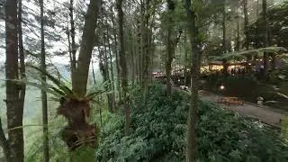 Насладитесь кофе в Kopi Daong 🌲 &mdash; скрытой жемчужине в сосновом лесу.