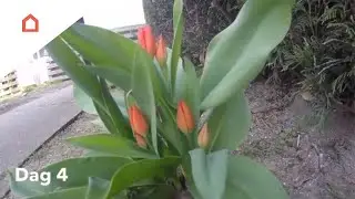 Tulipaner i haven