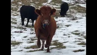 Heat & Artificial Insemination: Cow Reproduction Part I