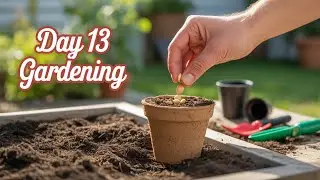 Day 13 August Fall planting Zone 8