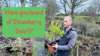 Potting on a New Tree (Arbutus unedo 'Compacta') Strawberry Tree