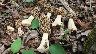 MORCHELLA ESCULENTA VAR VULGARIS. MORELS MUSHROOMS 20 APRILE 2020