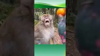 Why You test My Patience 🤯 #shorts #funny #shortsfeed #monkey
